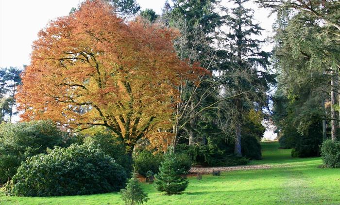 National collection of Betula's